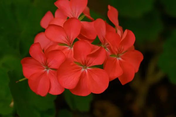 Красиві Яскраві Квіти Ростуть Саду Літній Сонячний День — стокове фото