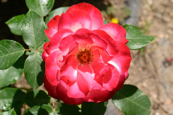 Bela Rosa Brilhante Crescendo Jardim Verão Dia Ensolarado — Fotografia de Stock