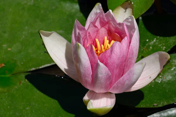 Hermoso Loto Floreciente Creciendo Estanque Día Verano — Foto de Stock