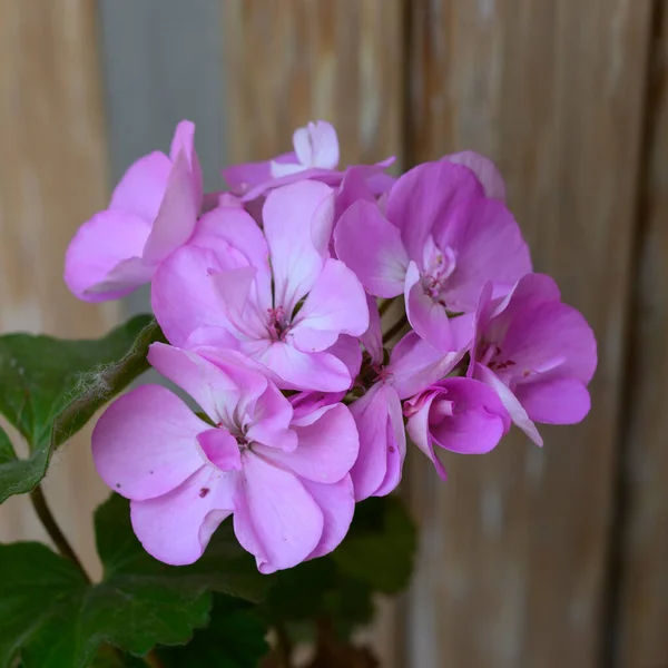 Belas Flores Brilhantes Crescendo Jardim Dia Ensolarado Verão — Fotografia de Stock