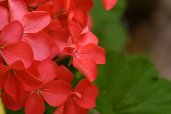 Piękne Jasne Kwiaty Rosnące Ogrodzie Letni Słoneczny Dzień — Zdjęcie stockowe