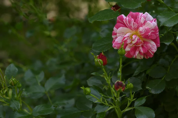 Schöne Helle Rosen Die Sonnigen Sommertagen Garten Wachsen — Stockfoto