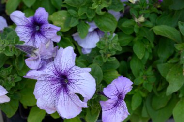 Güneşli yaz gününde bahçede büyüyen güzel, parlak çiçekler. 