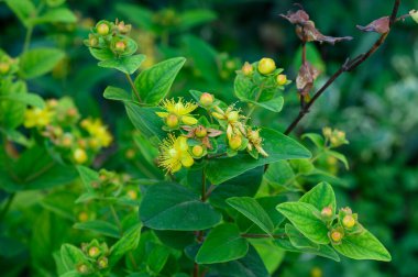 Güneşli yaz gününde bahçede büyüyen güzel, parlak çiçekler. 