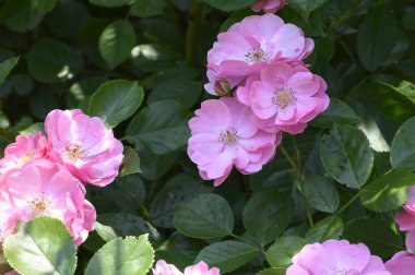 Güneşli yaz gününde bahçede büyüyen güzel, parlak çiçekler. 