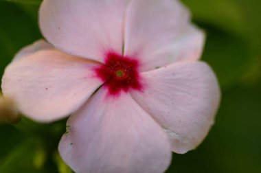 Güneşli yaz gününde bahçede büyüyen güzel, parlak çiçek. 