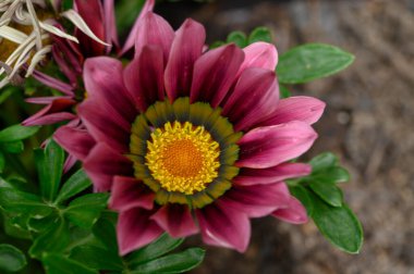 Güneşli yaz gününde bahçede büyüyen güzel, parlak çiçekler. 