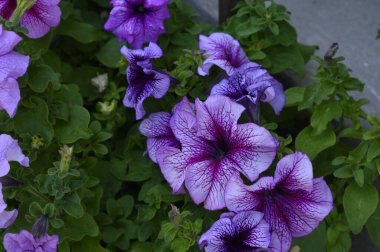 Güneşli yaz gününde bahçede büyüyen güzel, parlak çiçekler. 