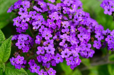 Güneşli yaz gününde bahçede büyüyen güzel, parlak çiçekler. 