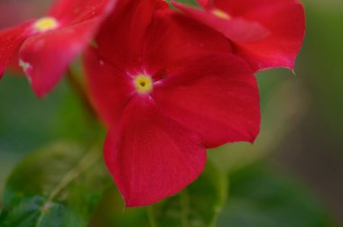 Güneşli yaz gününde bahçede büyüyen güzel, parlak çiçekler. 