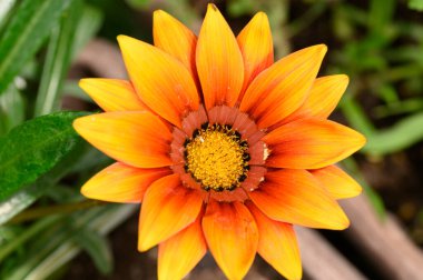 Güneşli yaz gününde bahçede büyüyen güzel, parlak çiçek. 