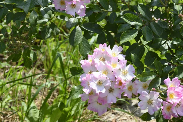 Gyönyörű Fényes Virágok Nőnek Kertben Nyáron Napsütéses Nap — Stock Fotó