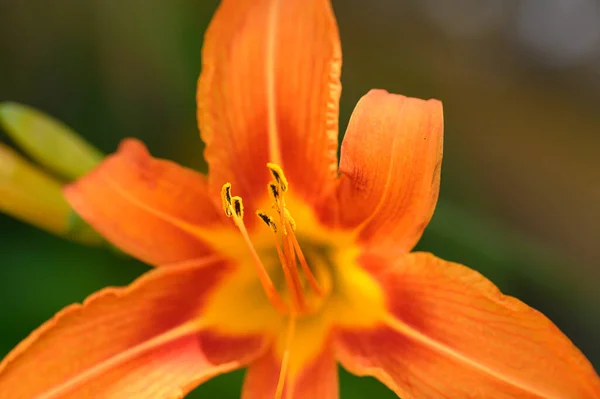 Hermosa Flor Lirio Brillante Creciendo Jardín Verano Día Soleado —  Fotos de Stock