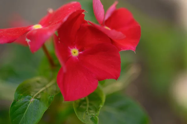 Belles Fleurs Lumineuses Poussant Dans Jardin Journée Ensoleillée Été — Photo