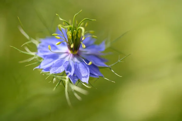 Beautiful Bright Flower Growing Garden Summer Sunny Day — Stock Photo, Image