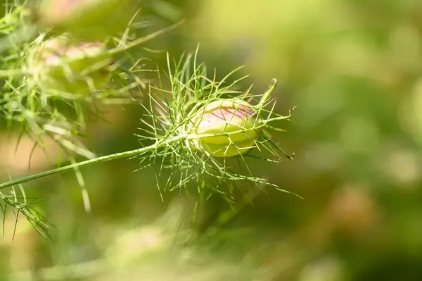 Vacker Blomma Växer Trädgården Sommaren Solig Dag — Stockfoto