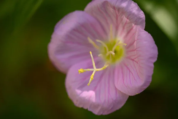 Hermosa Flor Brillante Creciendo Jardín Verano Día Soleado —  Fotos de Stock