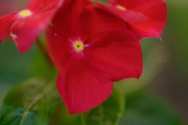 Hermosas Flores Brillantes Que Crecen Jardín Verano Día Soleado —  Fotos de Stock