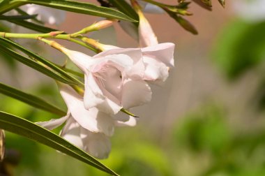 Güneşli yaz gününde bahçede büyüyen güzel, parlak çiçekler. 