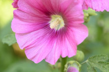 Güneşli yaz gününde bahçede yetişen güzel, parlak bir yaban ördeği. 