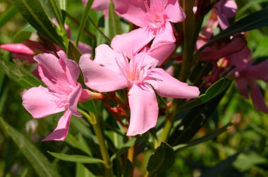 Güneşli yaz gününde bahçede büyüyen güzel, parlak çiçekler. 