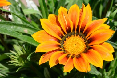 Güneşli yaz gününde bahçede büyüyen güzel, parlak çiçek. 