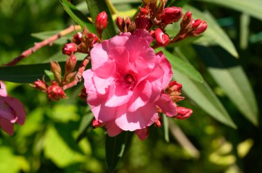 Güneşli yaz gününde bahçede büyüyen güzel, parlak çiçekler. 