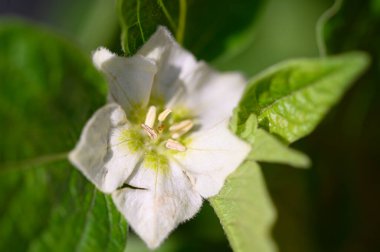 Güneşli yaz gününde bahçede büyüyen güzel, parlak çiçek. 