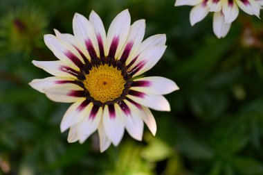 Güneşli yaz gününde bahçede büyüyen güzel, parlak çiçekler. 