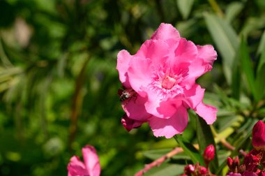 Güneşli yaz gününde bahçede büyüyen güzel, parlak çiçekler. 