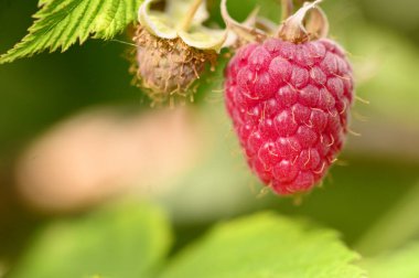 Olgun kırmızı ahududulu çalı, yakın görüş, yaz konsepti 