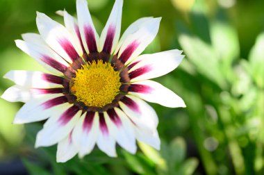 Güneşli yaz gününde bahçede büyüyen güzel, parlak çiçek. 