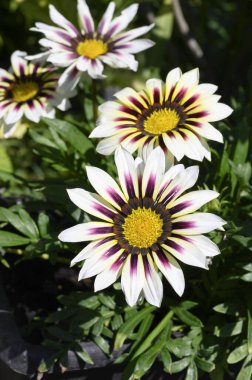 Güneşli yaz gününde bahçede büyüyen güzel, parlak çiçekler. 