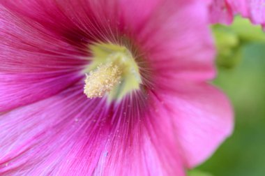 Güneşli yaz gününde bahçede yetişen güzel, parlak bir yaban ördeği. 