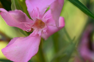 Güneşli yaz gününde bahçede büyüyen güzel, parlak çiçek. 