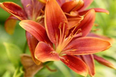 Güneşli yaz gününde bahçede yetişen güzel zambaklar. 