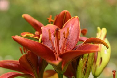 Güneşli yaz gününde bahçede yetişen güzel zambaklar. 