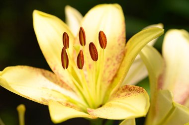 Güneşli yaz gününde bahçede yetişen güzel zambaklar. 