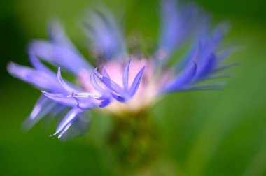 Güneşli yaz gününde bahçede büyüyen güzel, parlak çiçek. 