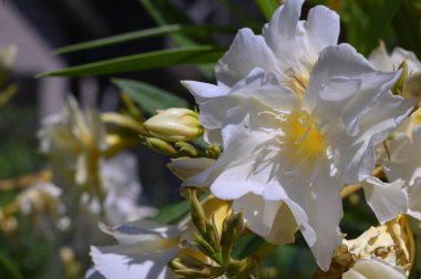 Güneşli yaz gününde bahçede büyüyen güzel, parlak çiçekler. 