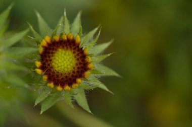 Güneşli yaz gününde bahçede büyüyen güzel, parlak çiçek. 