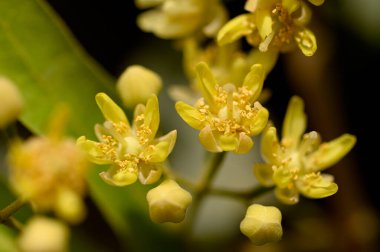 Güneşli yaz gününde bahçede büyüyen güzel, parlak çiçekler. 