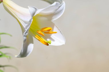 Güneşli yaz gününde bahçede yetişen güzel parlak zambak çiçeği. 