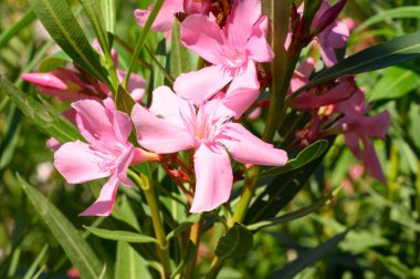 Güneşli yaz gününde bahçede büyüyen güzel, parlak çiçekler. 