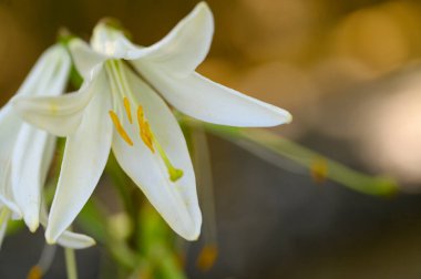 Güneşli yaz gününde bahçede yetişen güzel zambaklar. 