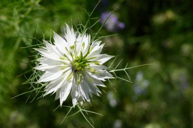 Güneşli yaz gününde bahçede büyüyen güzel, parlak çiçek. 