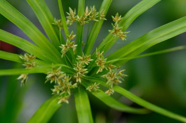 Güneşli yaz gününde bahçede büyüyen güzel, parlak çiçekler. 