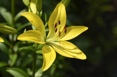 Güneşli yaz gününde bahçede yetişen güzel zambaklar. 