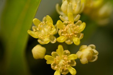 Güneşli yaz gününde bahçede büyüyen güzel, parlak çiçekler. 
