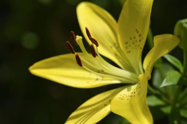Güneşli yaz gününde bahçede yetişen güzel parlak zambak çiçeği. 